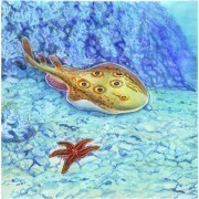 Обитатели океанов